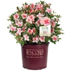 Autumn Belle® Encore® Azalea Shrub 10 Autumn Belle® Encore® Azalea Shrub -Plant Sales Store Autumn Belle Encore Azalea 1