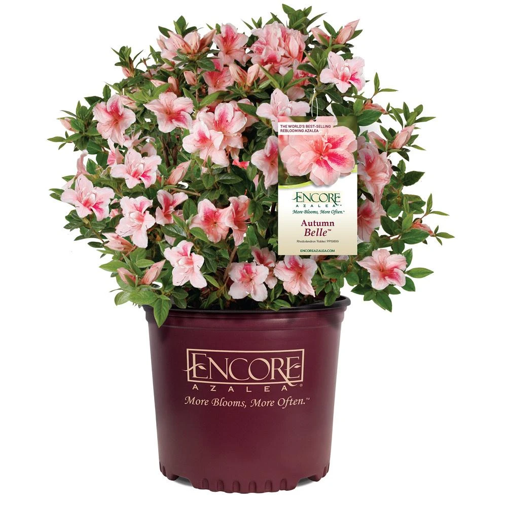Autumn Belle® Encore® Azalea Shrub 5 Autumn Belle® Encore® Azalea Shrub - Image 5