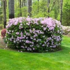 Autumn Belle® Encore® Azalea Shrub 9 Autumn Belle® Encore® Azalea Shrub -Plant Sales Store Autumn Belle Encore Azalea FGT 5