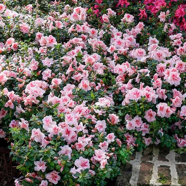 Autumn Belle® Encore® Azalea Shrub 1 Autumn Belle® Encore® Azalea Shrub