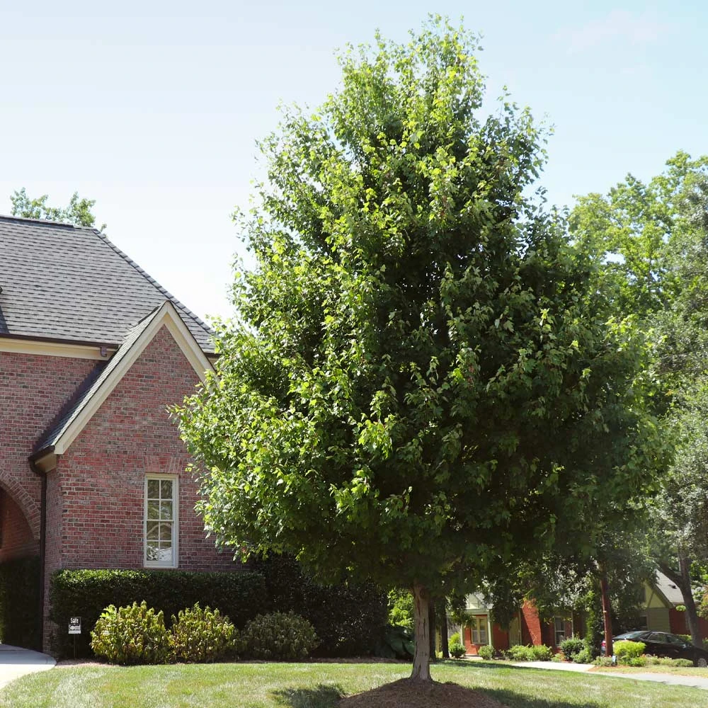 Autumn Blaze® Red Maple Tree 7 Autumn Blaze® Red Maple Tree - Image 7