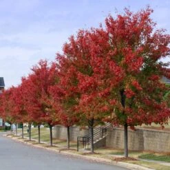 Autumn Blaze® Red Maple Tree 12 Autumn Blaze® Red Maple Tree -Plant Sales Store Autumn Blaze Maple 3 FGT