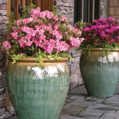 Autumn Debutante® Encore® Azalea -Plant Sales Store Autumn Debutante Encore 3