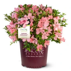 Autumn Debutante® Encore® Azalea -Plant Sales Store Autumn Debutante Encore 4