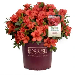 Autumn Embers® Encore® Azalea -Plant Sales Store Autumn Embers Azalea 1