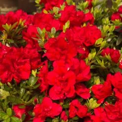 Autumn Bonfire® Encore® Azalea -Plant Sales Store Autumn Encore Bonfire Azaleas 1