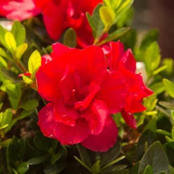 Autumn Bonfire® Encore® Azalea -Plant Sales Store Autumn Encore Bonfire Azaleas 3
