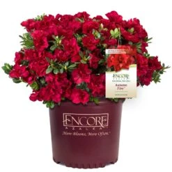 Autumn Fire® Encore® Azalea Shrub -Plant Sales Store Autumn Fire Encore Azalea 1