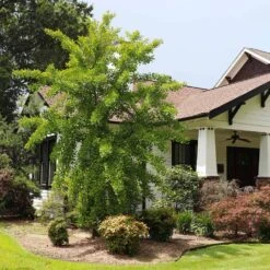 Autumn Gold Ginkgo Tree -Plant Sales Store Autumn Gold Ginkgo Biloba 1 FGT