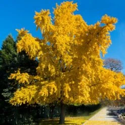 Featured Products -Plant Sales Store Autumn Gold Ginkgo Biloba 3 FGT