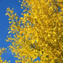 Autumn Gold Ginkgo Tree -Plant Sales Store Autumn Gold Ginkgo Biloba 4 FGT