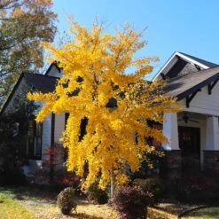 Autumn Gold Ginkgo Tree -Plant Sales Store Autumn Gold Ginkgo Biloba 8