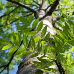 Autumn Purple Ash Tree -Plant Sales Store Autumn Purple ash 3