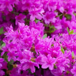 Autumn Royalty® Encore® Azalea -Plant Sales Store Autumn Royalty Encore Azalea 3 FGT