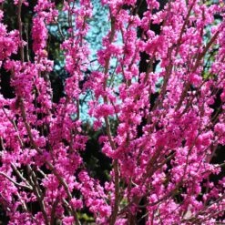 Avondale Redbud Tree -Plant Sales Store Avodale redbud 2