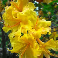 Lemon Lights Azalea Shrub -Plant Sales Store Azalea Lemon lights 2