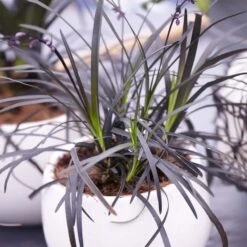 Black Mondo Grass -Plant Sales Store BLack Mondo Grass 4 FGT