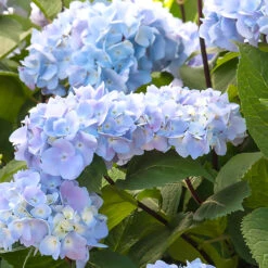 Blue Enchantress® Hydrangea -Plant Sales Store BLue Enchantress Hydrangea 1 BB