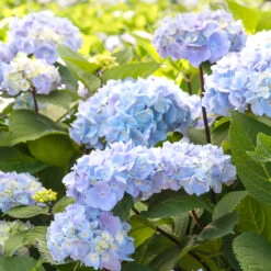 Blue Enchantress® Hydrangea -Plant Sales Store BLue Enchantress Hydrangea 2 FGT