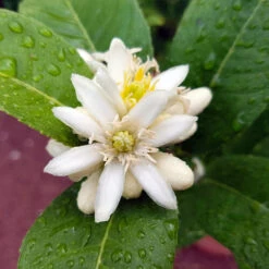Buddha's Hand Citron -Plant Sales Store BUddhas Hand Citrus 4