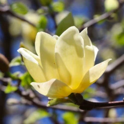 Magnolia 'Butterflies' Tree -Plant Sales Store BUtterflies Magnolia 3 FGT