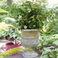 Bushel And Berry® Baby Cakes Blackberry® -Plant Sales Store Baby Cakes Blackberry 1