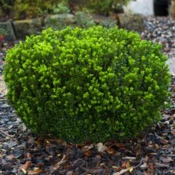 Baby Gem™ Boxwood Shrub 11 Baby Gem™ Boxwood Shrub -Plant Sales Store Baby Gem 1
