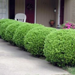 Baby Gem™ Boxwood Shrub 9 Baby Gem™ Boxwood Shrub -Plant Sales Store Baby Gem 2
