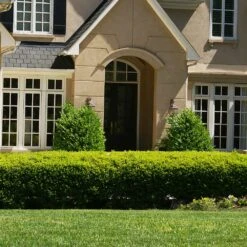 Baby Gem™ Boxwood Shrub 8 Baby Gem™ Boxwood Shrub -Plant Sales Store Baby Gem 4