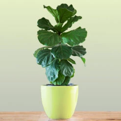 Bambino Fiddle Leaf Fig 7 Bambino Fiddle Leaf Fig -Plant Sales Store Bambino FIddleLeafFIg 1 FGT