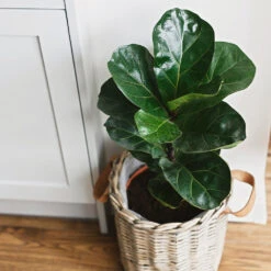 Bambino Fiddle Leaf Fig 8 Bambino Fiddle Leaf Fig -Plant Sales Store Bambino FIddleLeafFIg 5 FGT