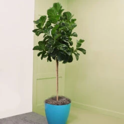 Bambino Fiddle Leaf Fig 9 Bambino Fiddle Leaf Fig -Plant Sales Store Bambino FIddleLeafFIg 6