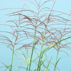 Miscanthus Bandwidth (Chinese Silver Grass) -Plant Sales Store Bandwidth Maiden Grass 2