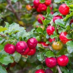 Barbados 'Acerola' Cherry -Plant Sales Store Barbadoes Cherry 2 FGT
