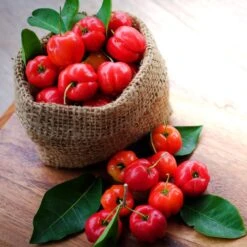 Barbados 'Acerola' Cherry -Plant Sales Store Barbadoes Cherry 4 FGT