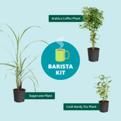 Sugar Cane -Plant Sales Store Barista Kit Graphic f298d41d 128a 4dc2 a461 78b7808929c2