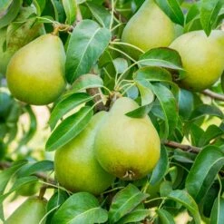 5-in-1 Pear Surprise Tree 7 5-in-1 Pear Surprise Tree -Plant Sales Store Bartlett Pear 3 BB