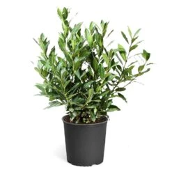 Bay Laurel -Plant Sales Store Bay Laurel 3G standard pot