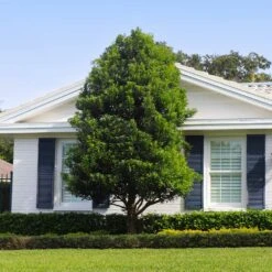 Bay Laurel -Plant Sales Store Bay Laurel Shrub FGT 4 4fc2d6b2 8cf4 4dcb 83d8 7a36a4f2402f