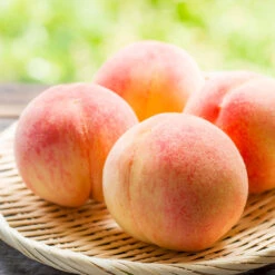 Belle Of Georgia Peach Tree (USDA Organic) -Plant Sales Store Belle of Georgia 1
