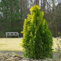 Berckman's Gold Arborvitae