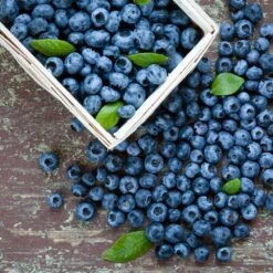 Biloxi Blueberry Bush 5 Biloxi Blueberry Bush -Plant Sales Store Biloxi Blueberry 1