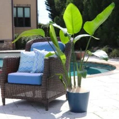 Bird Of Paradise - Orange -Plant Sales Store Bird of Paradise 5 FGT