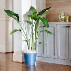 Bird Of Paradise - Orange -Plant Sales Store Bird of Paradise 9