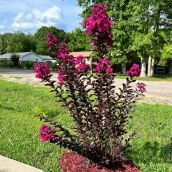 Black Diamond® Crape Myrtle - Mystic Magenta™ 7 Black Diamond® Crape Myrtle - Mystic Magenta™ -Plant Sales Store Black Diamon Magestic magenta Crape Myrtle31