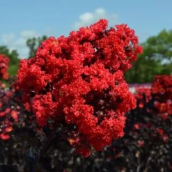 Black Diamond® Crape Myrtle - Best Red™ -Plant Sales Store Black Diamond Crape Myrtle 3 FGT