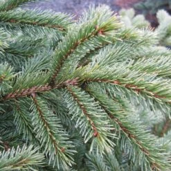 Black Hills Spruce Tree -Plant Sales Store Black Hills Spruce 6 FGT