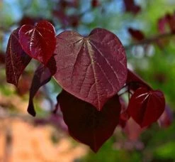 Black Pearl™ Redbud Tree -Plant Sales Store Black Pearl Redbud Tree 450 D1