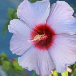 Summer Spice® Hardy Hibiscus Bleu Brulee™ -Plant Sales Store Bleu Brulee Hibiscus 1