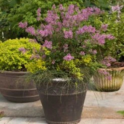 Bloomerang® Lilac Shrub -Plant Sales Store Bloomerang Lilac Shrub 1